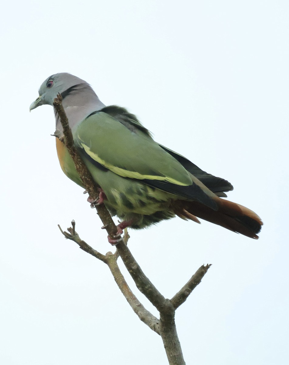 Розовошейный зелёный голубь - ML644742032