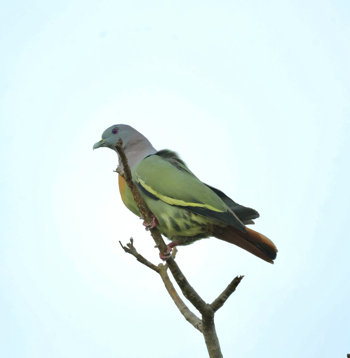 Розовошейный зелёный голубь - ML644742033