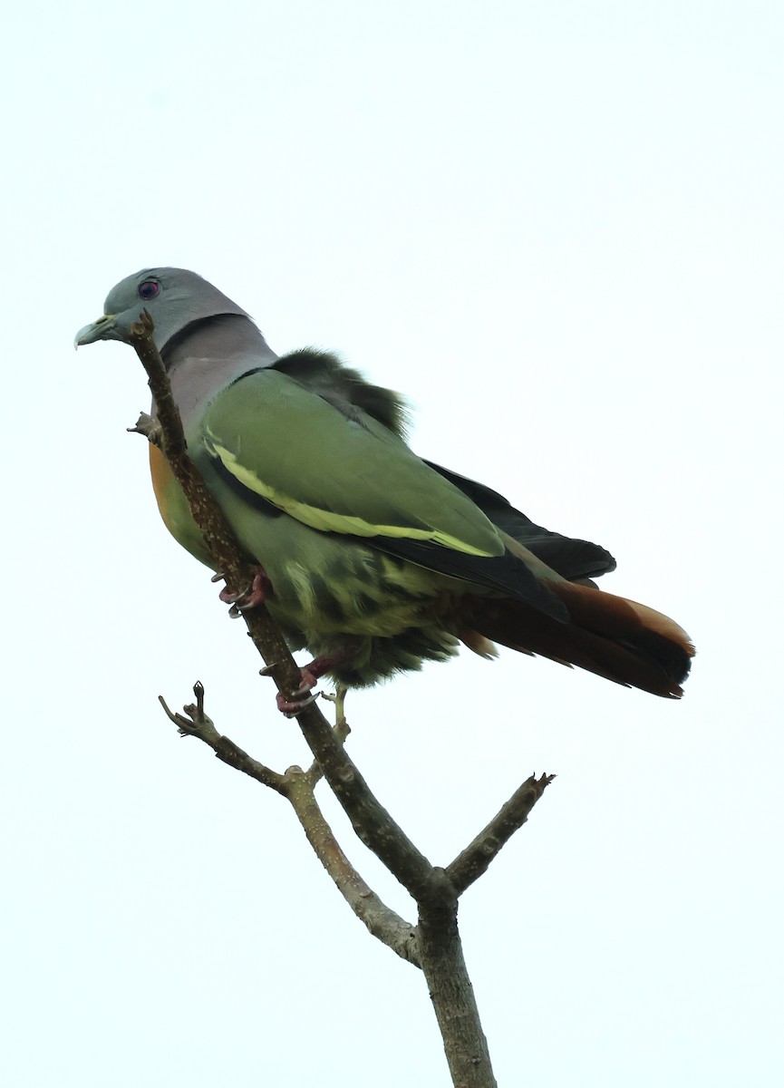 Розовошейный зелёный голубь - ML644742034