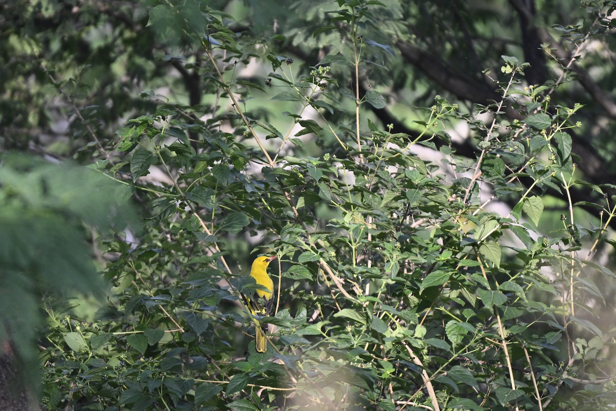 Indian Golden Oriole - ML644742035