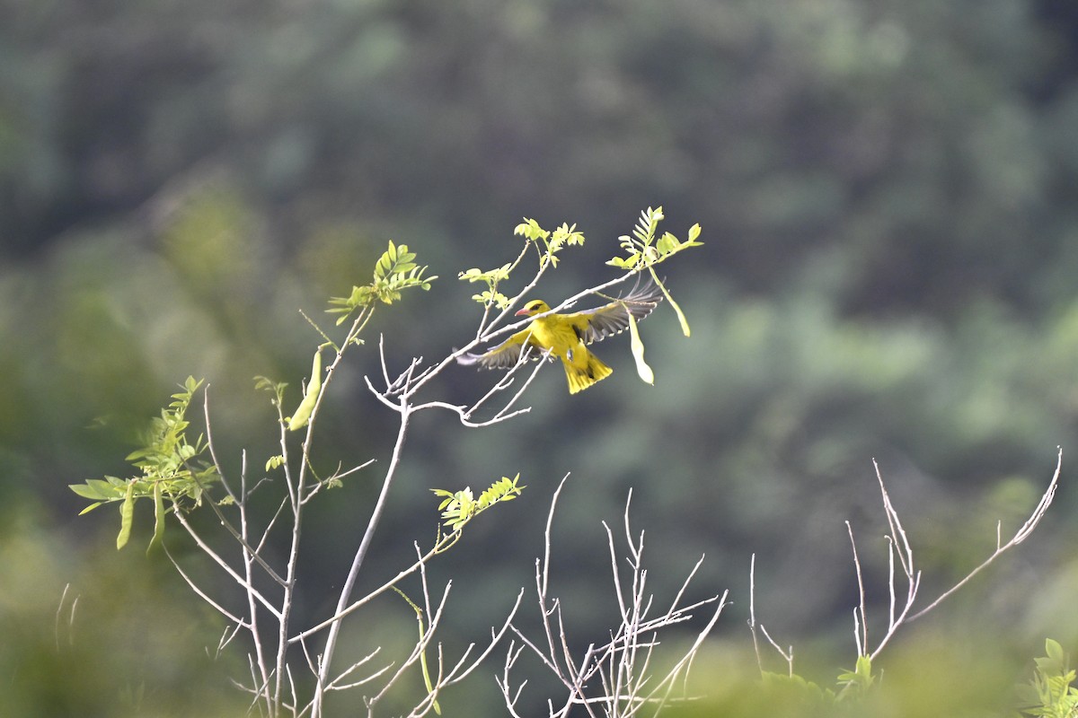 Indian Golden Oriole - ML644742037