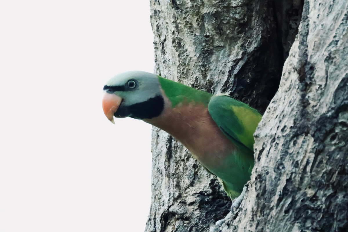 Розовогрудый кольчатый попугай - ML644742038