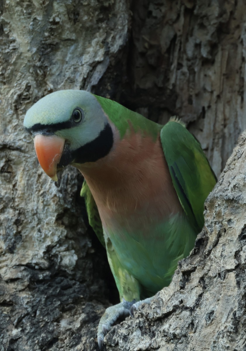 Розовогрудый кольчатый попугай - ML644742039