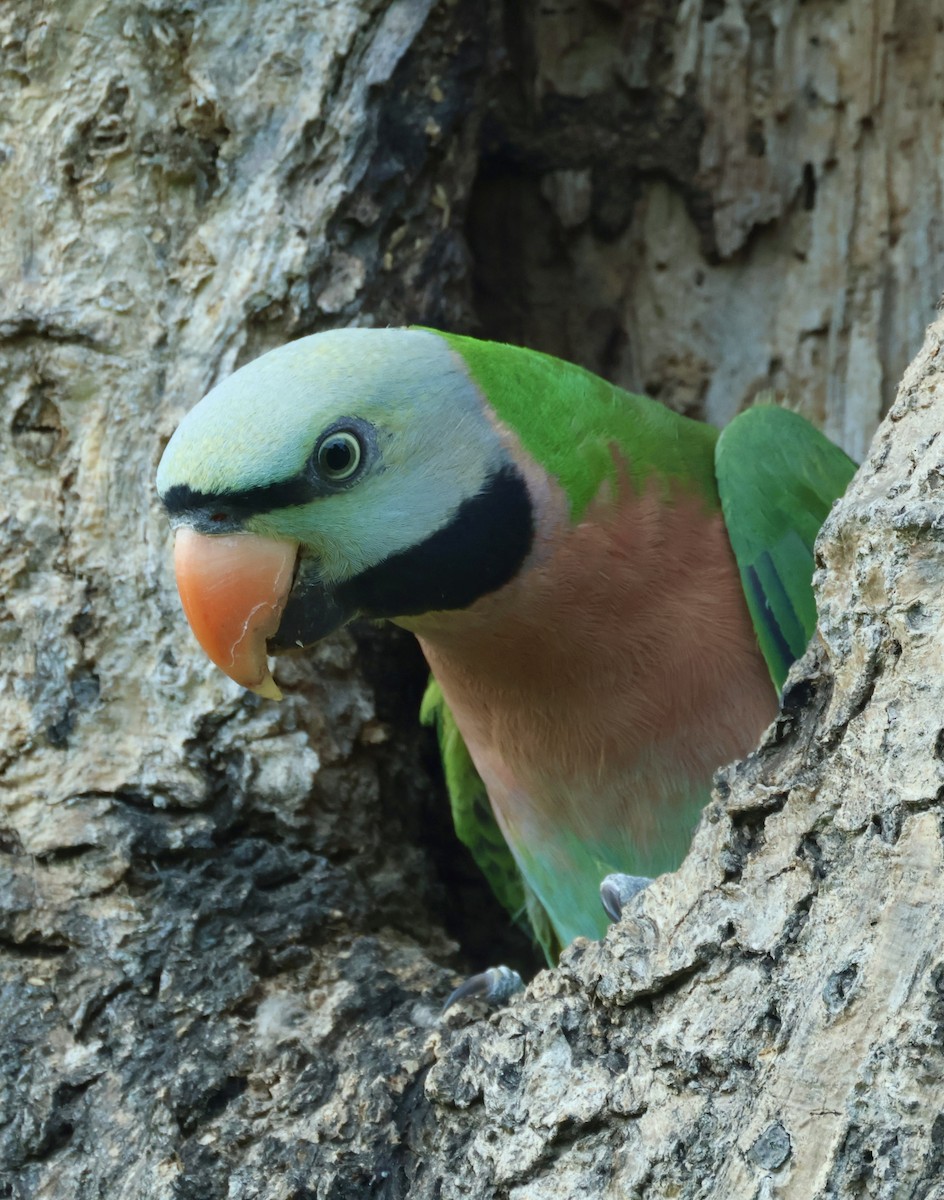 Розовогрудый кольчатый попугай - ML644742041