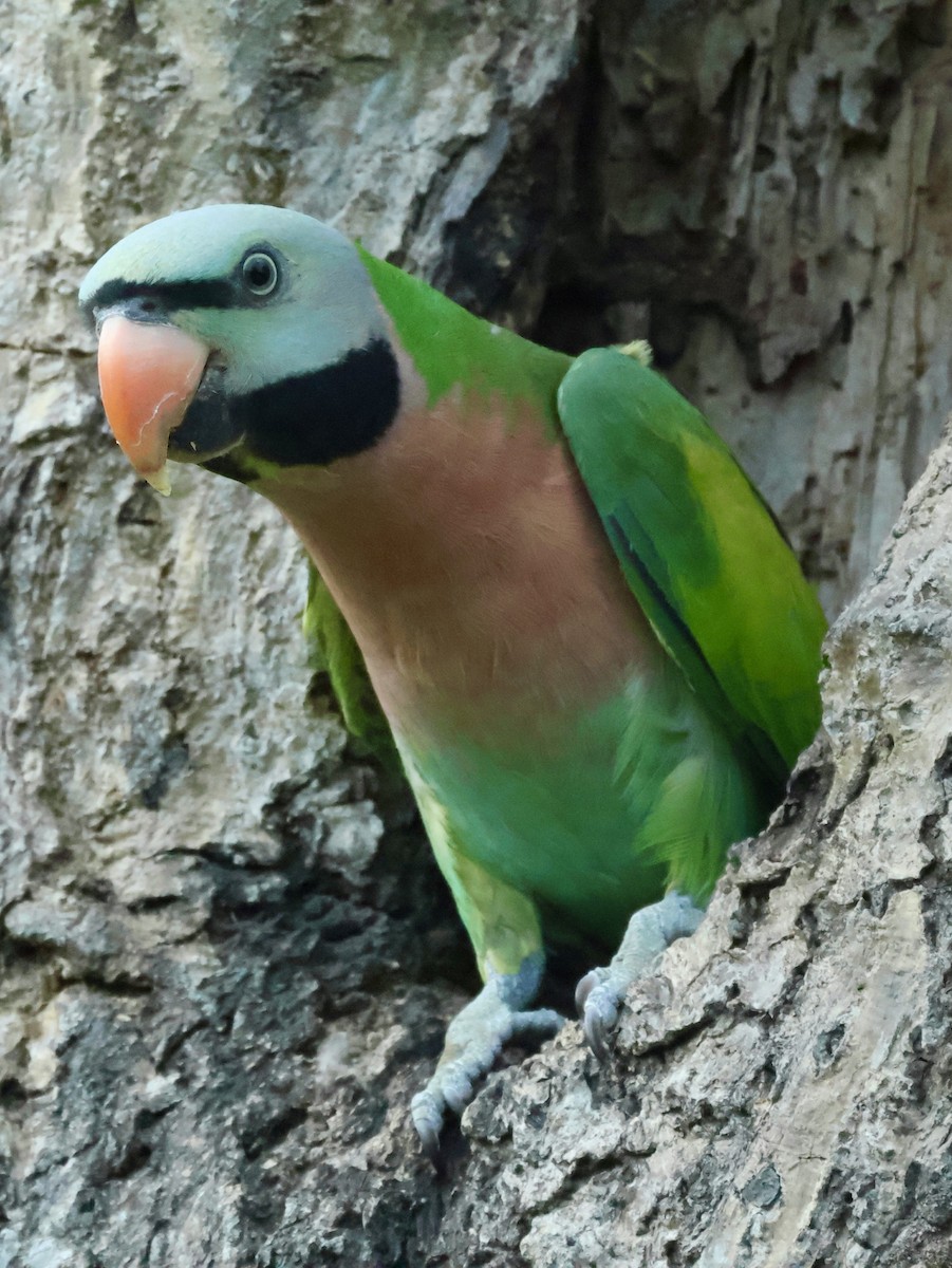 Розовогрудый кольчатый попугай - ML644742042