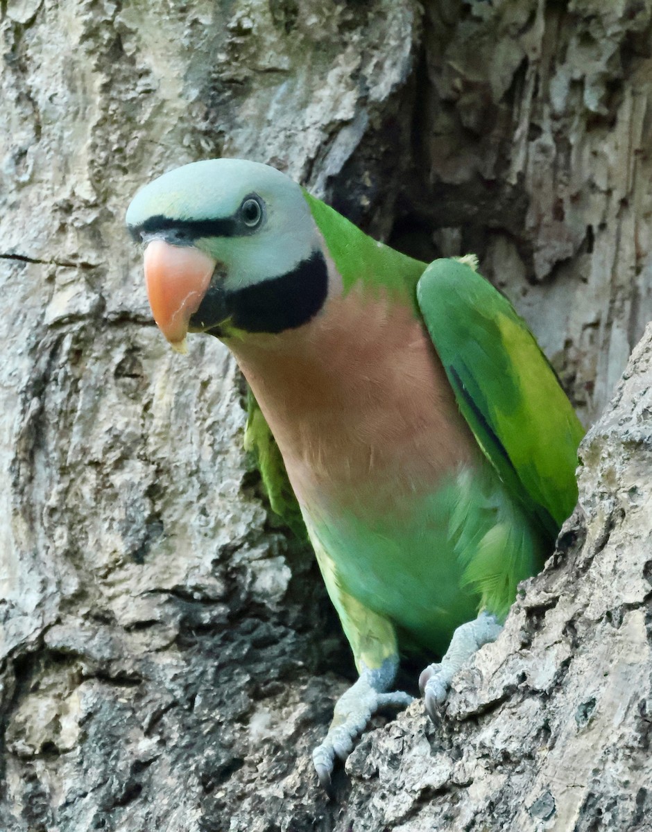 Розовогрудый кольчатый попугай - ML644742043