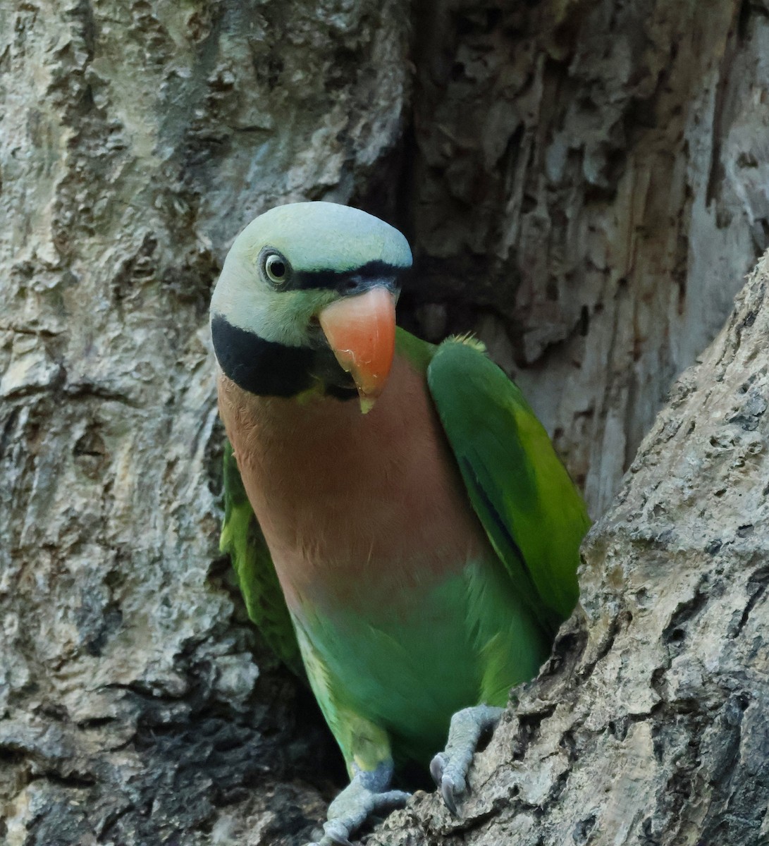 Розовогрудый кольчатый попугай - ML644742044