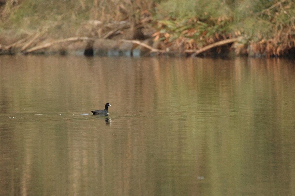 オオバン - ML644742048