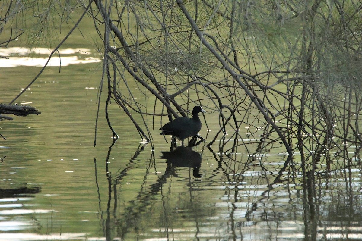 オオバン - ML644742049