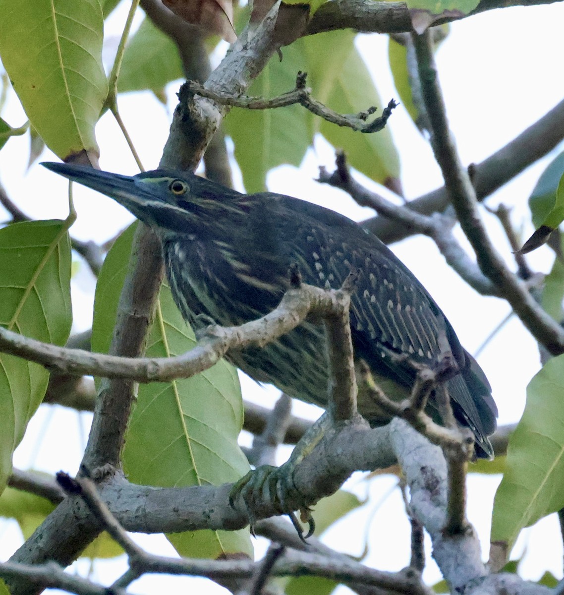 Little Heron - ML644742051