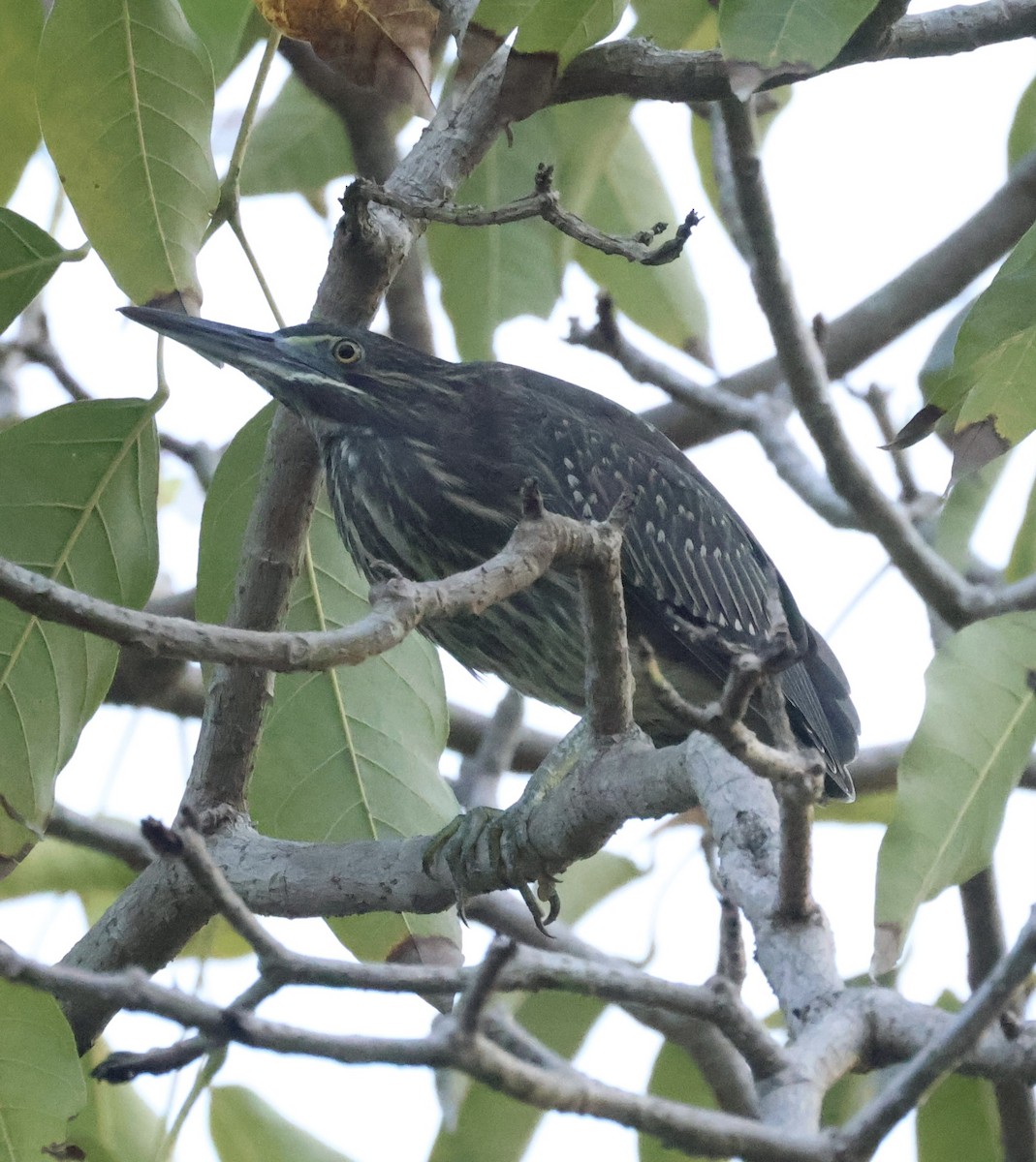 Little Heron - ML644742052