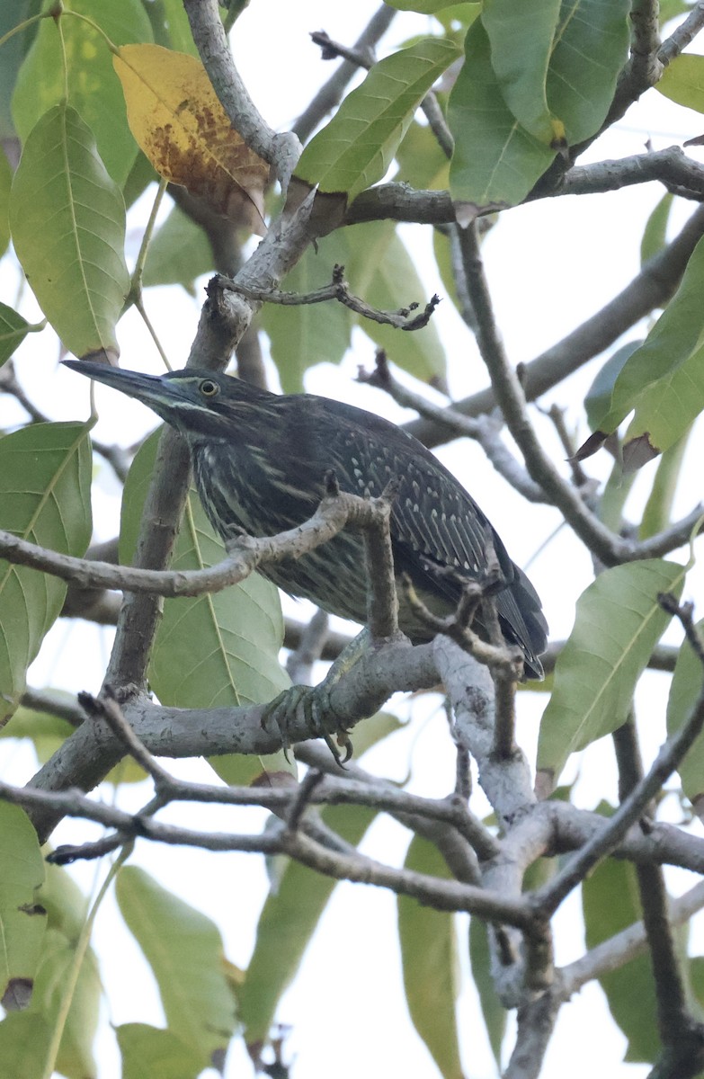 Little Heron - ML644742053
