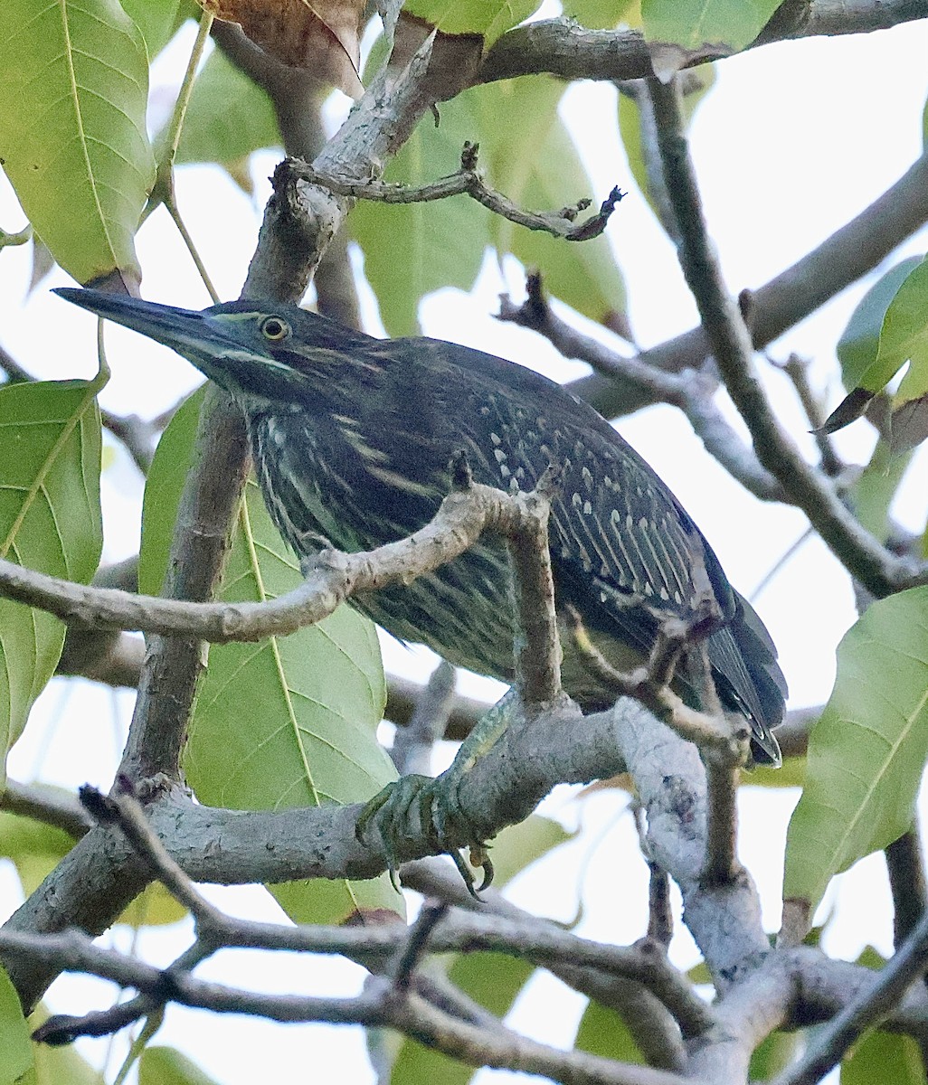 Little Heron - ML644742054