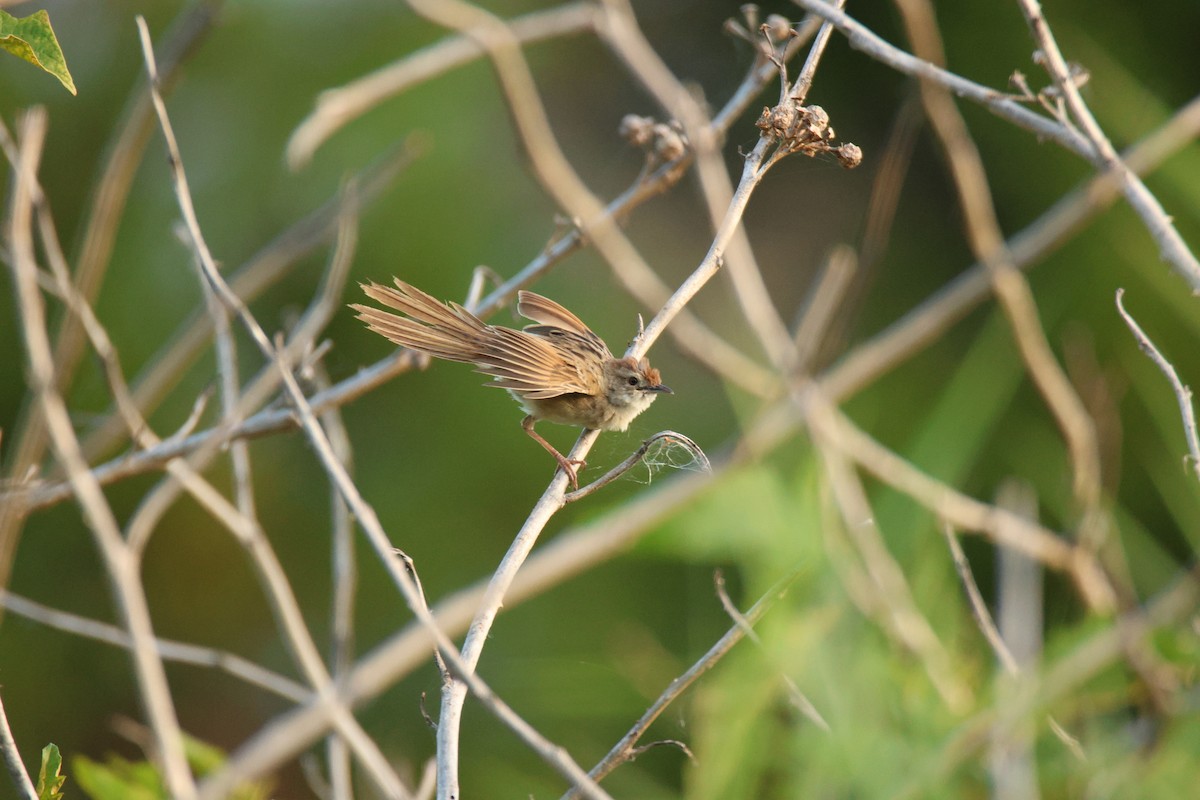 ズアカオオセッカ - ML644742058