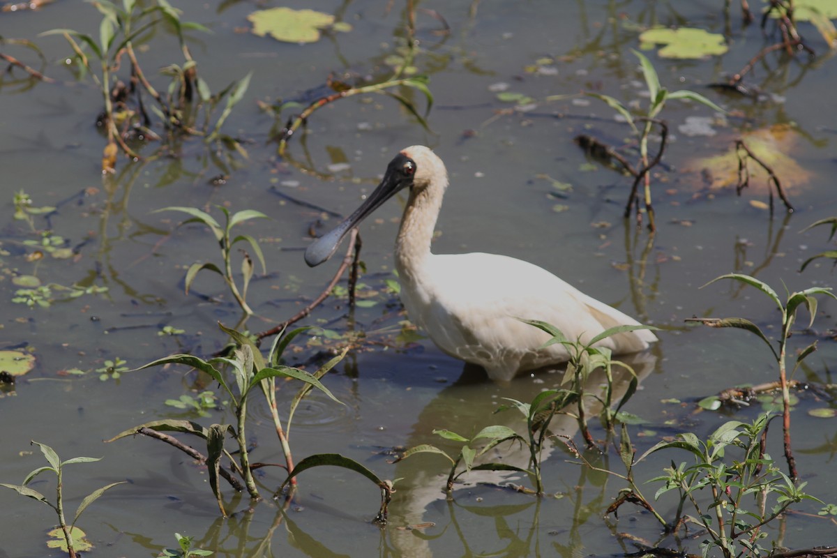 Косар королівський - ML644742062