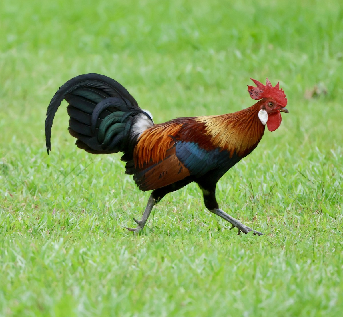 Банкивский петух - ML644742064