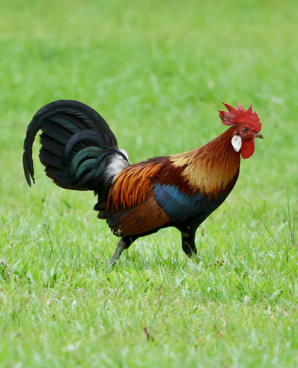 Банкивский петух - ML644742065