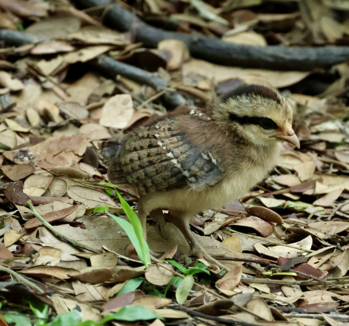Банкивский петух - ML644742066