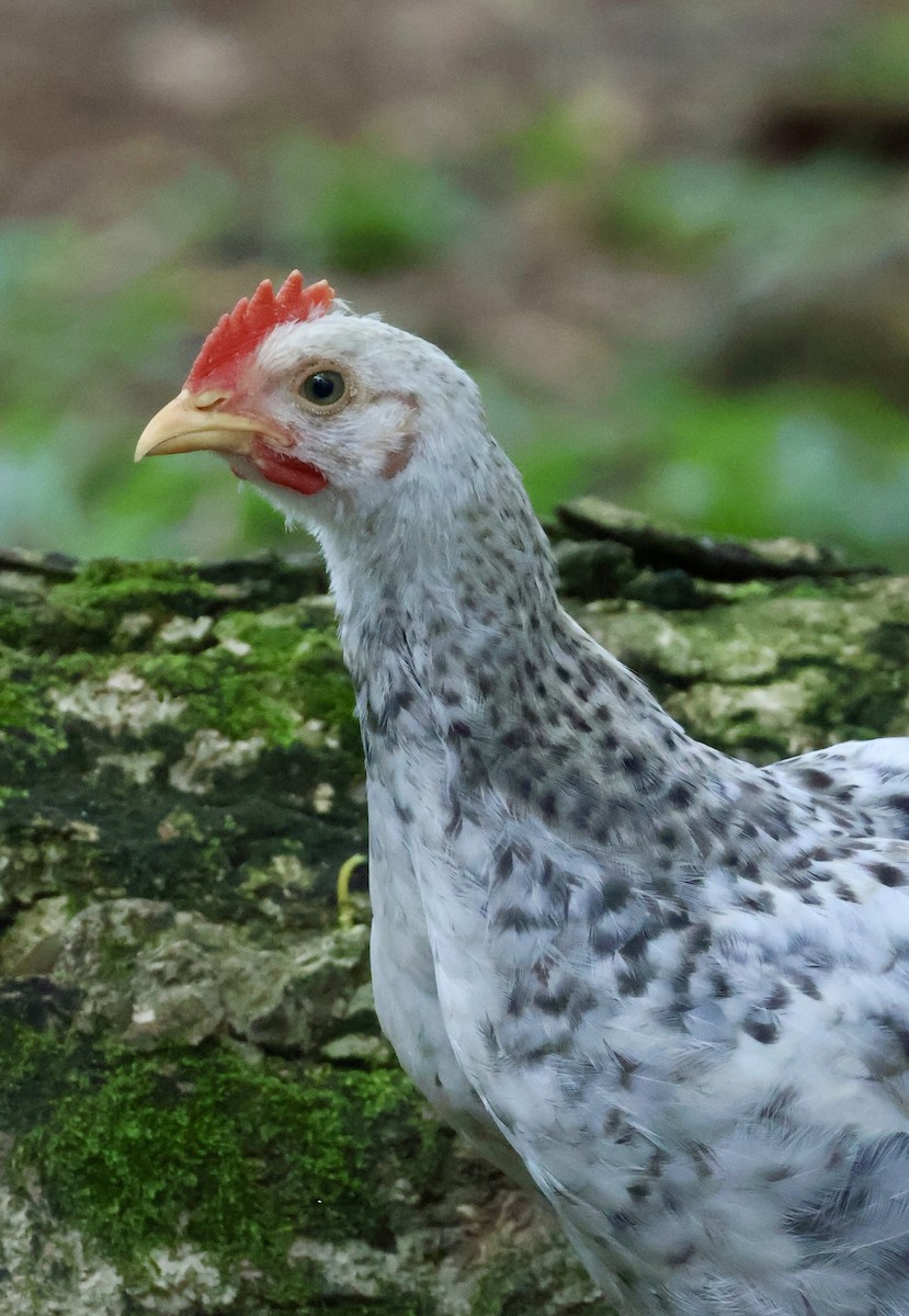 Банкивский петух - ML644742067