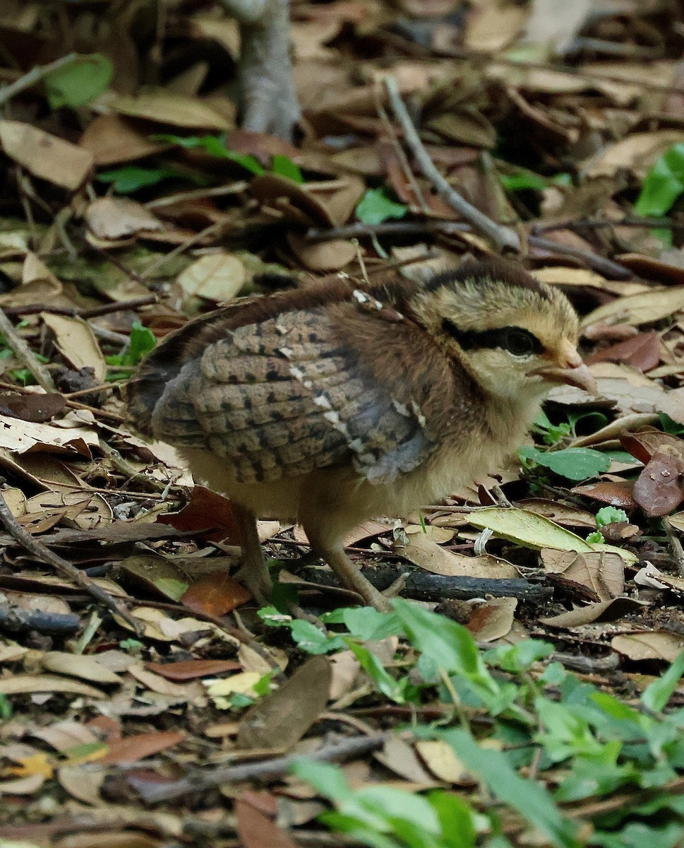 Банкивский петух - ML644742068