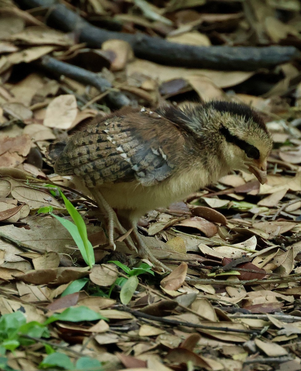 Банкивский петух - ML644742069
