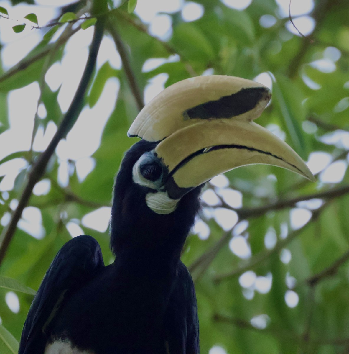 Белоклювая птица-носорог - ML644742074