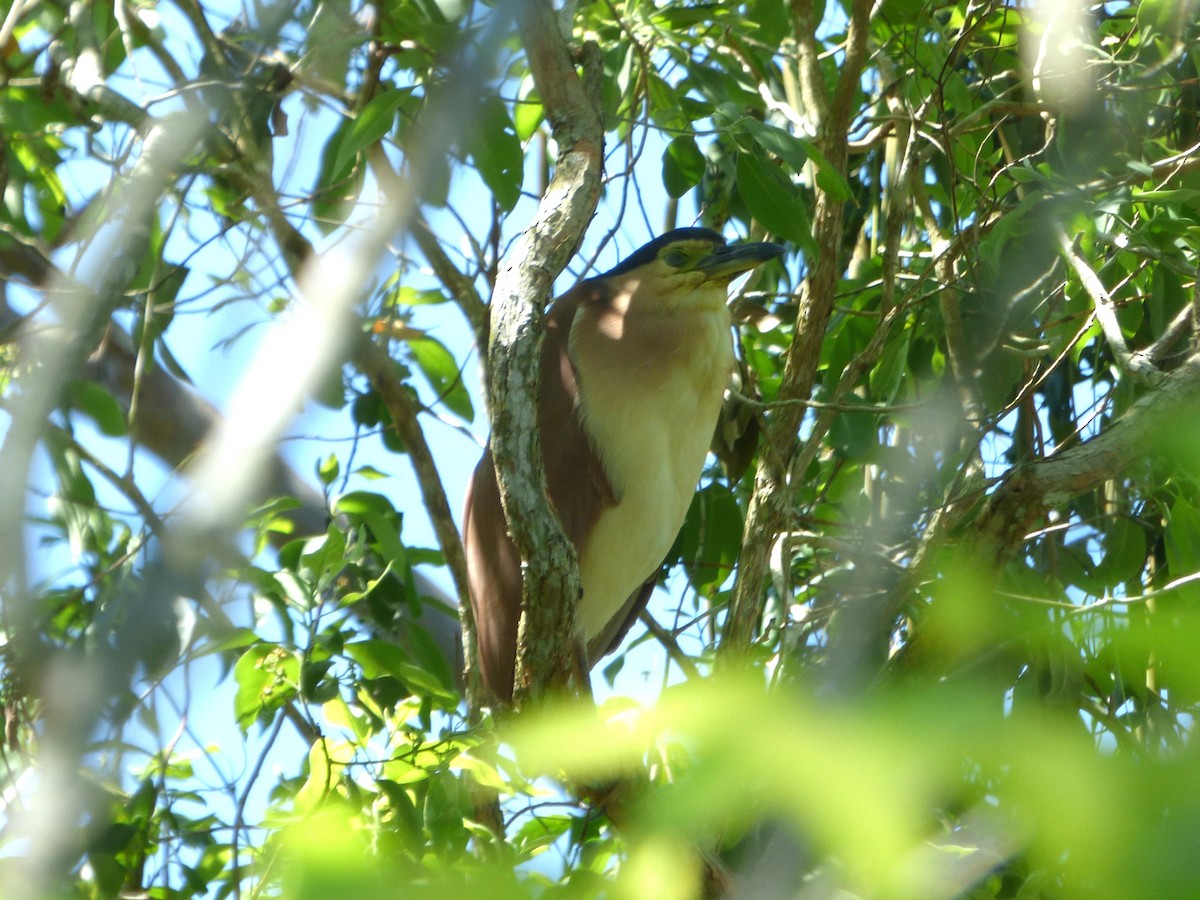 Nankeen Night Heron - ML644742078