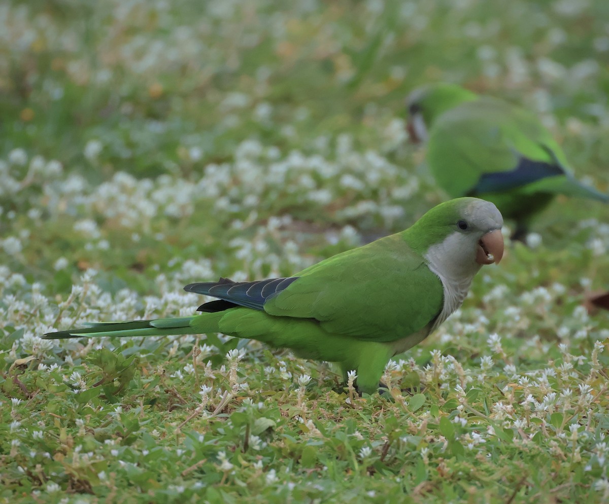 Попугай-монах - ML644742080