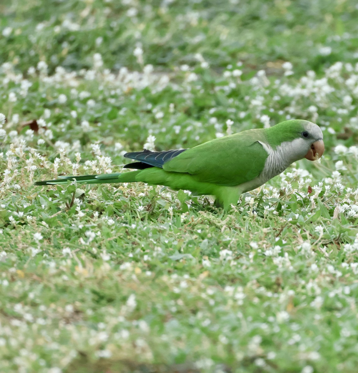 Попугай-монах - ML644742081
