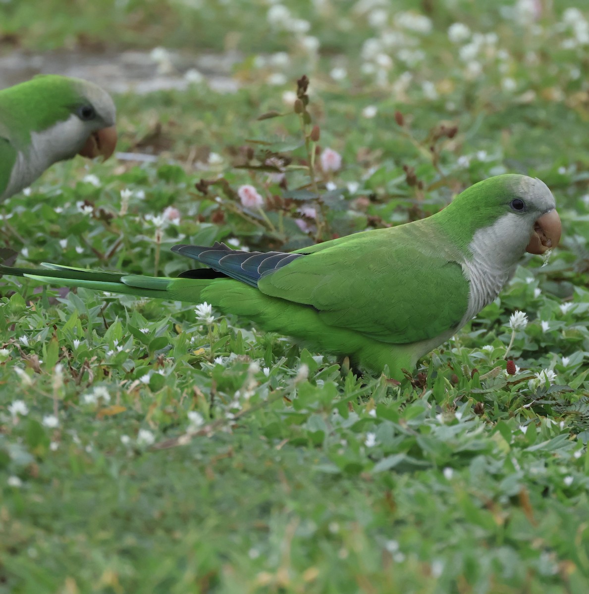 Попугай-монах - ML644742082