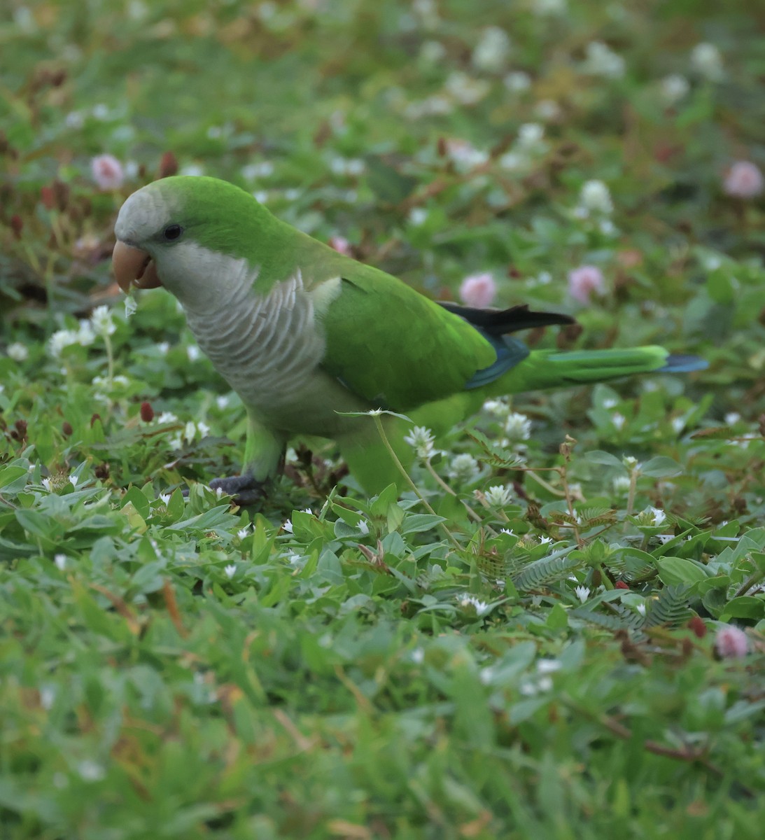 Попугай-монах - ML644742083