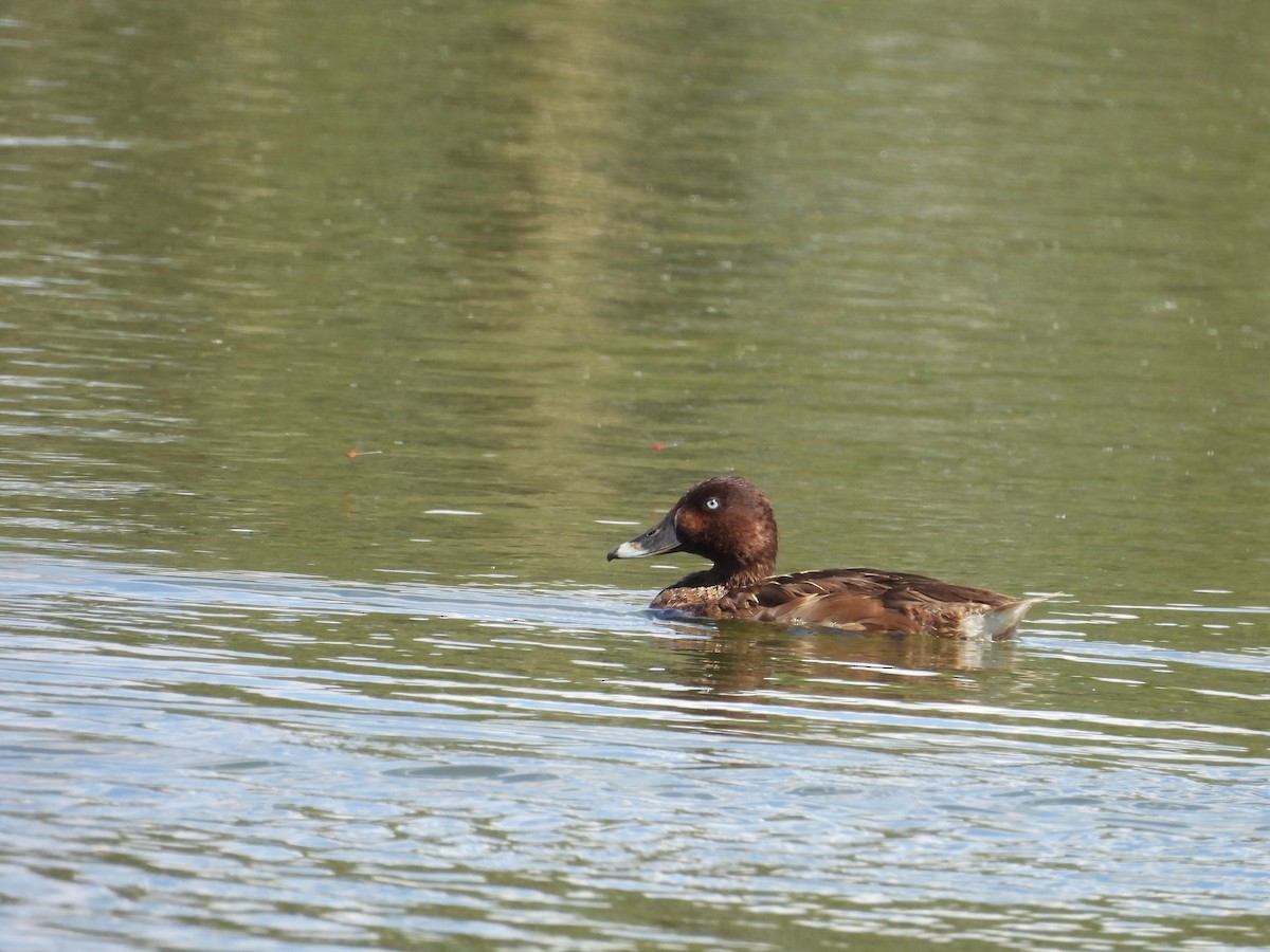 Hardhead - ML644742084