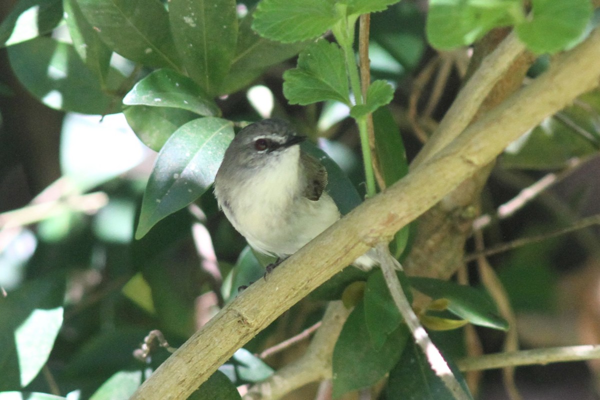 チャイロセンニョムシクイ - ML644742089