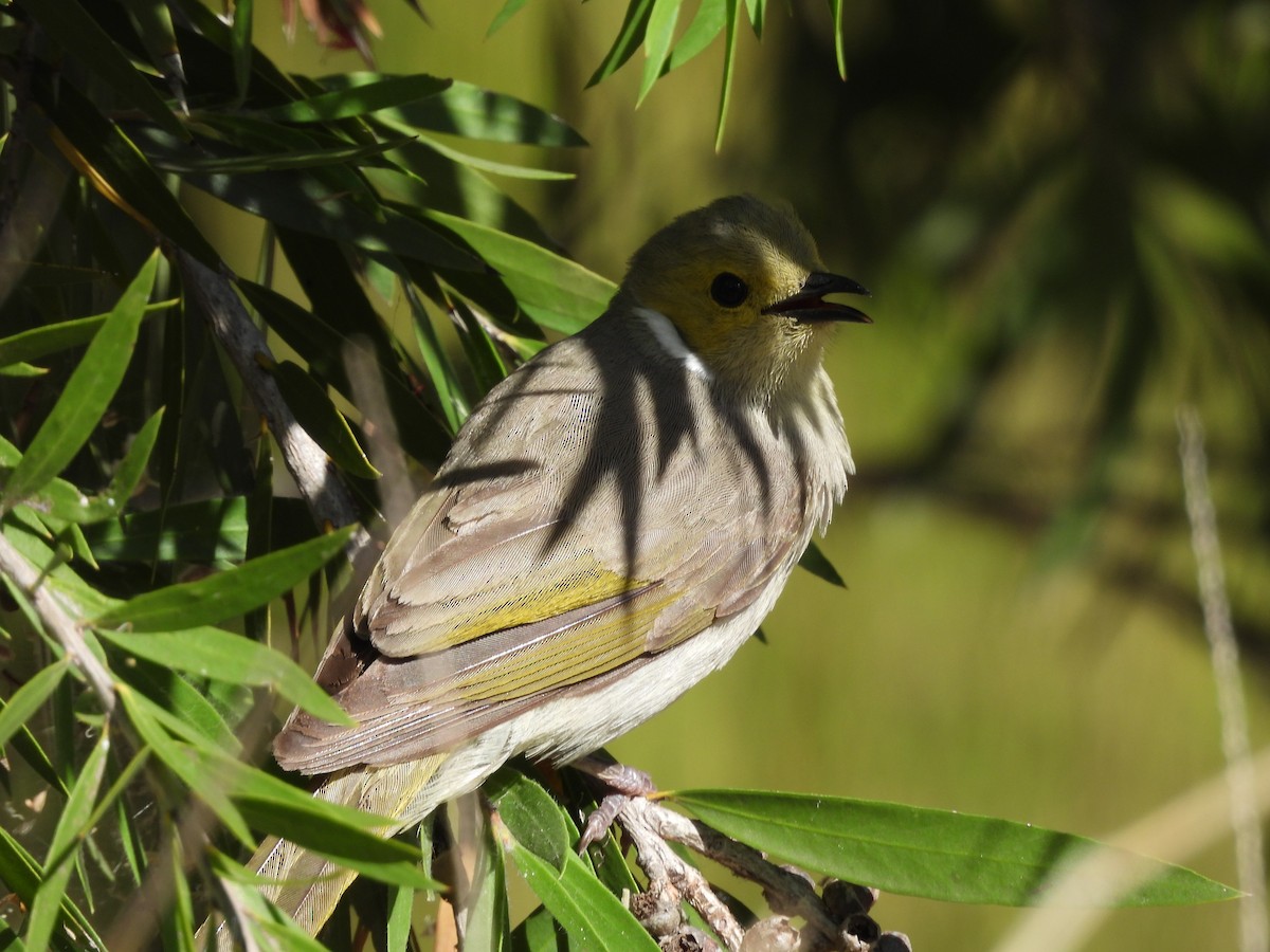Медник блідий - ML644742094