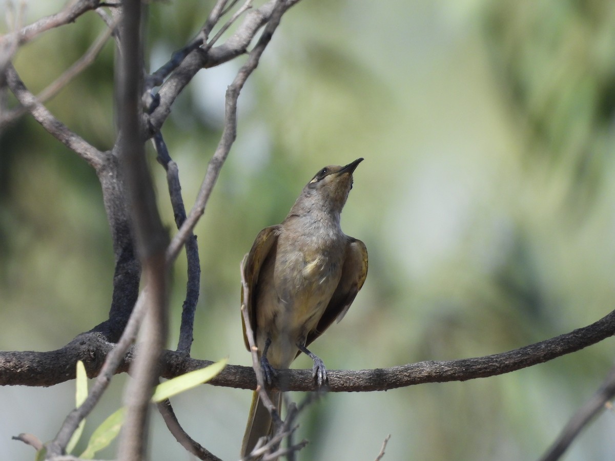 Brown Honeyeater - ML644742096