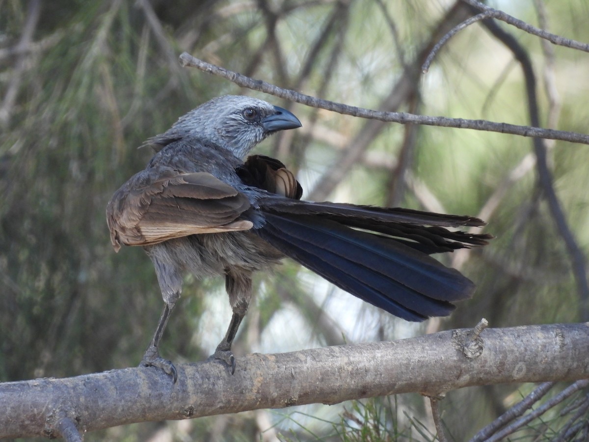Apostlebird - ML644742099