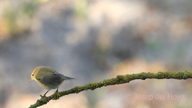 Luì piccolo - ML644742100