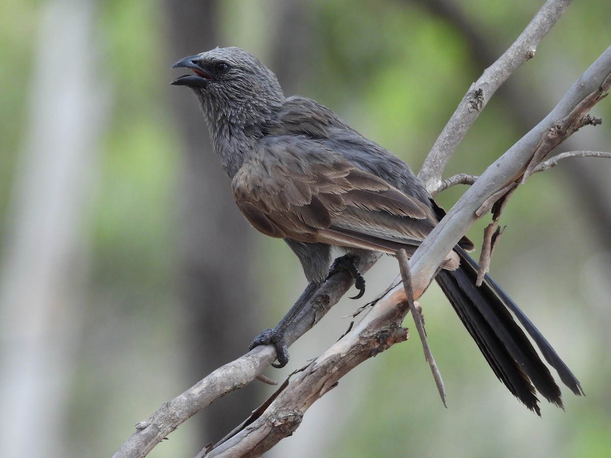 Apostlebird - ML644742120