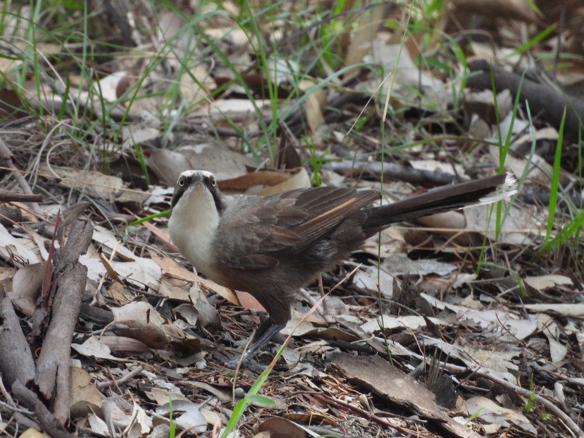 gråkronelarmtrost - ML644742125