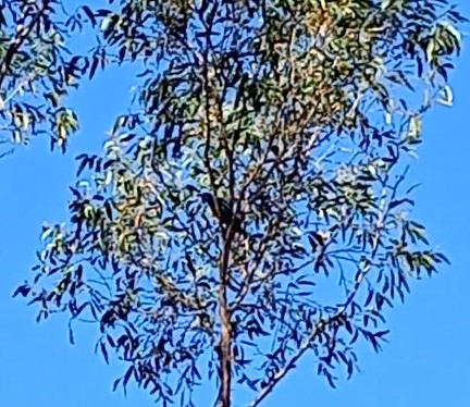 Sahul Cicadabird - ML644742127