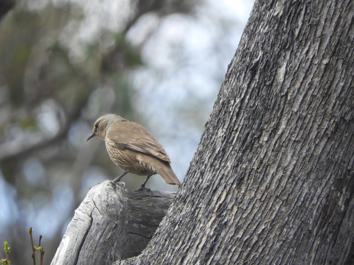 Corretroncos Pardo - ML644742145