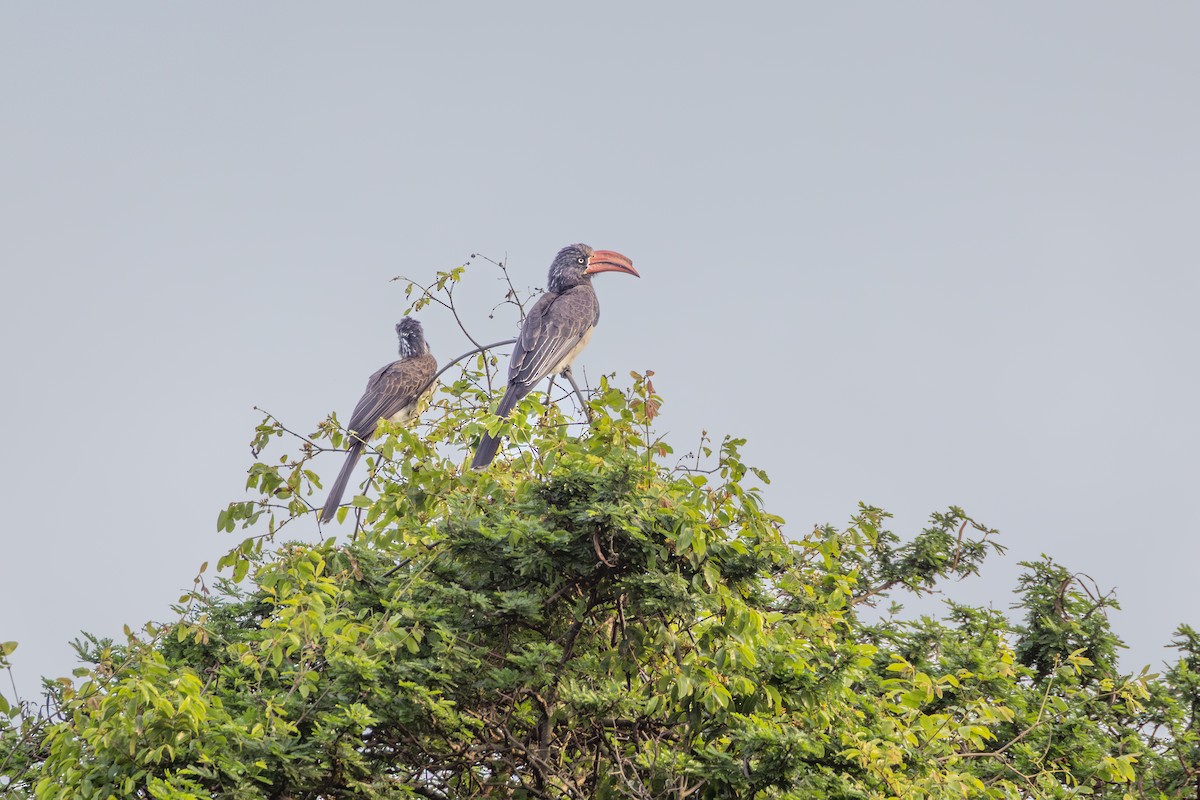 Toco Coronado - ML644742149