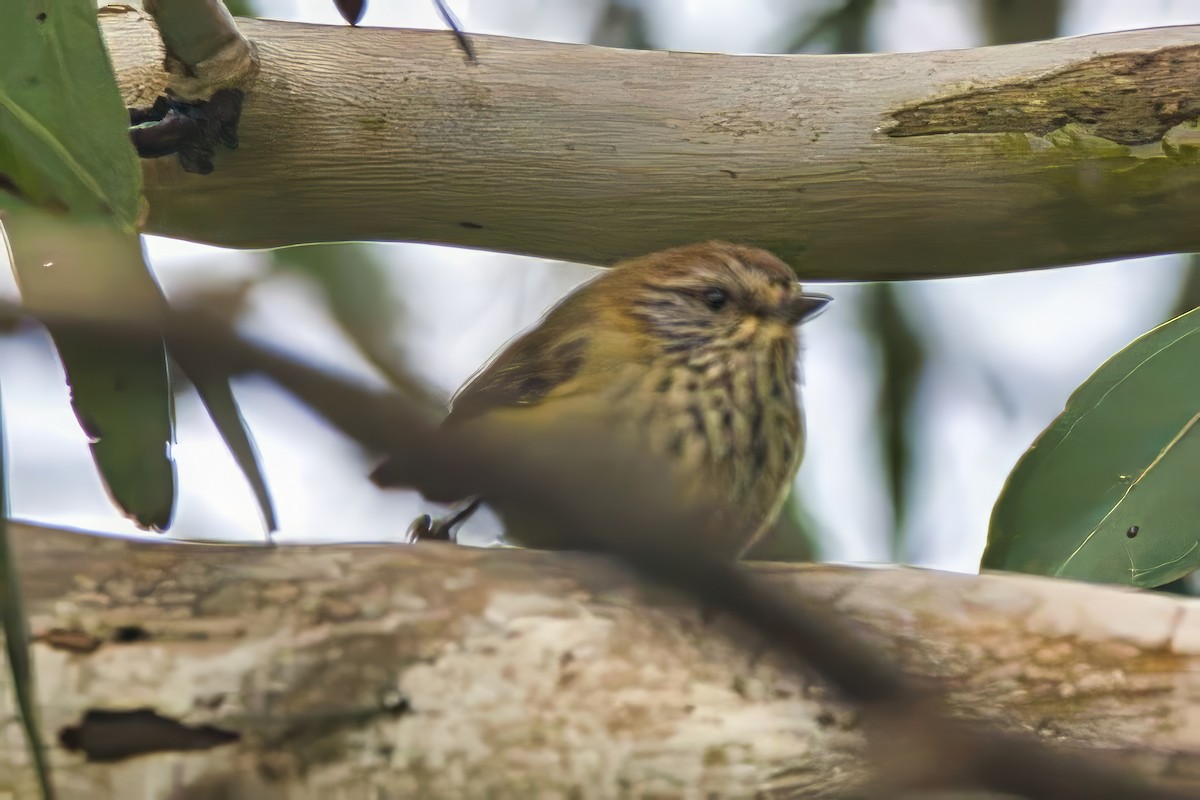 Acantiza Estriada - ML644742151