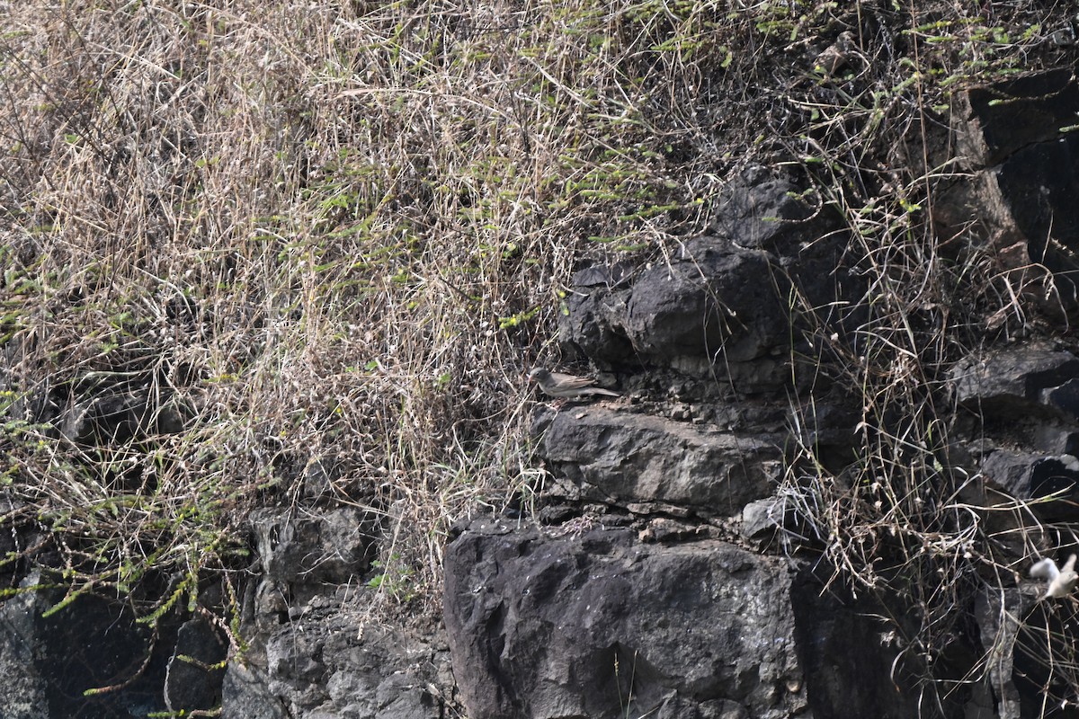 Escribano Cabecigrís - ML644742152