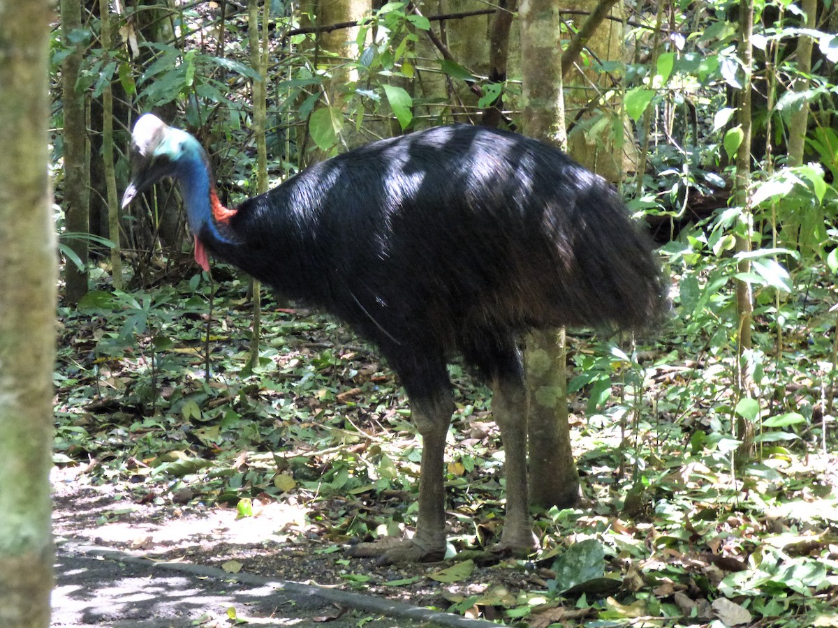 Casuario Común - ML644742153