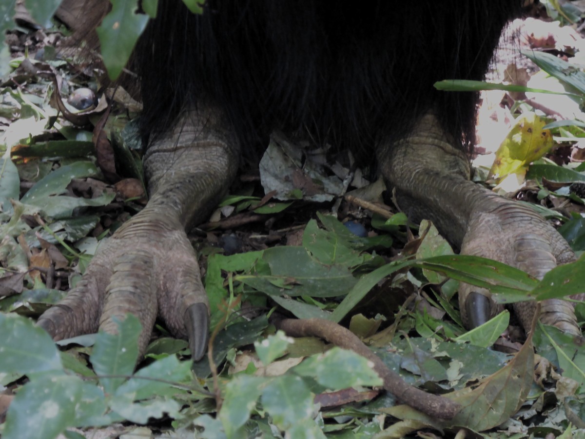 Casuario Común - ML644742155