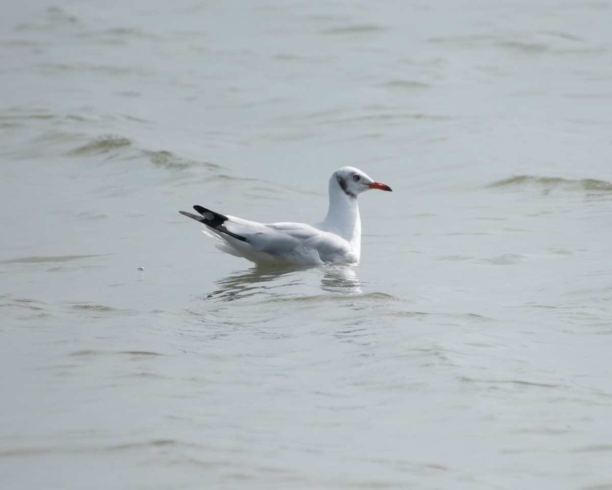 Gaviota Centroasiática - ML644742158
