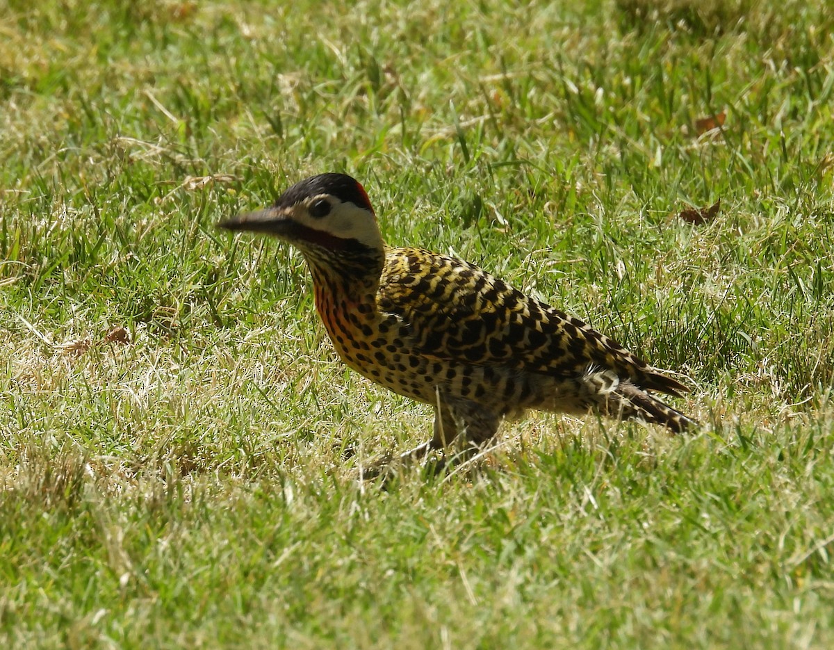 Carpintero Real - ML644742163