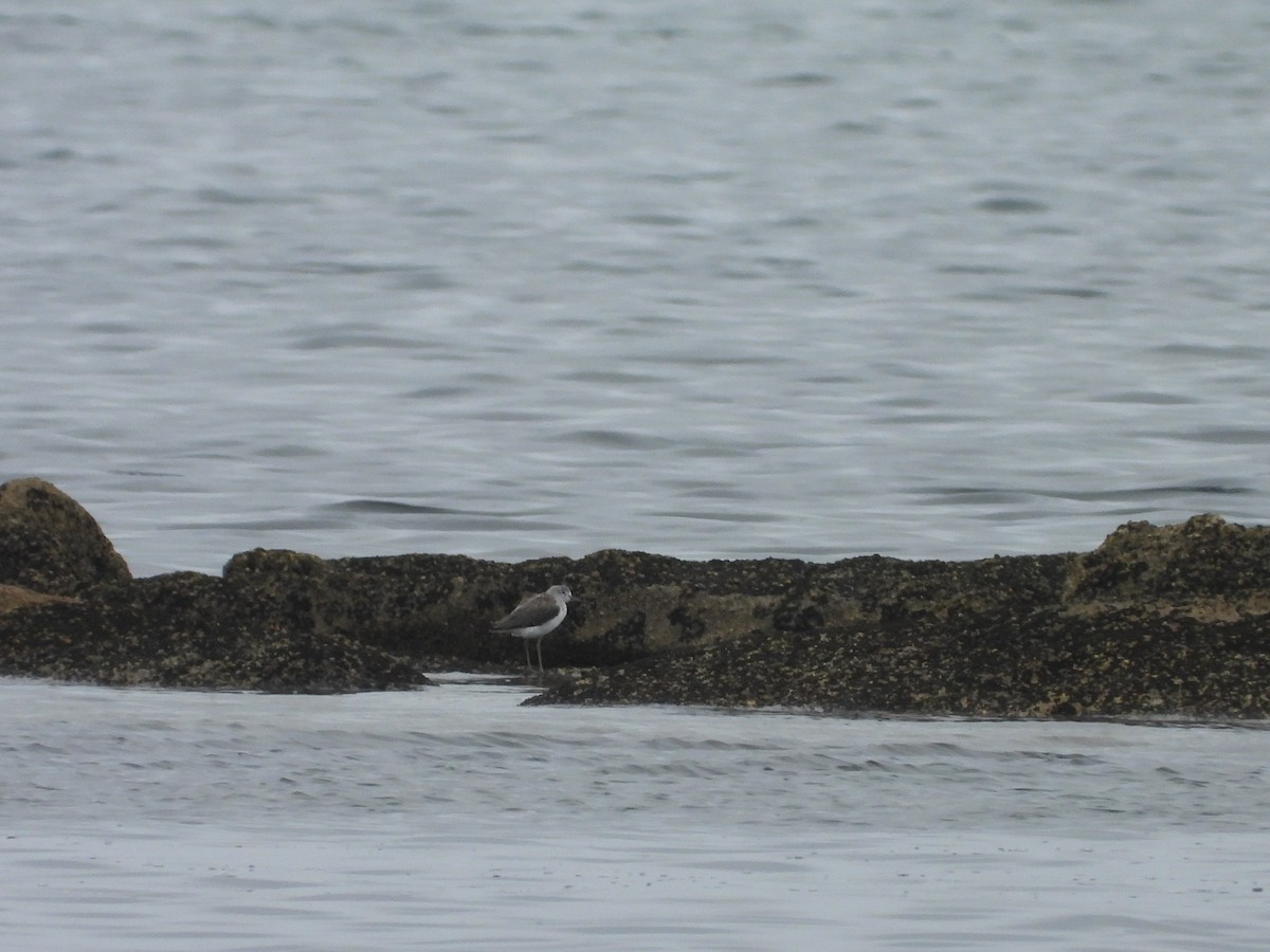 Archibebe Claro - ML644742165