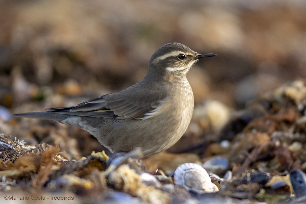 Remolinera Fusca - ML644742166